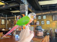 -玛吉阿米·餐吧