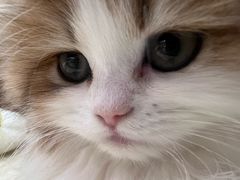 -momokira米努特·德文卷毛猫·棉花面纱犬