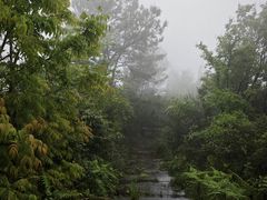 -武陵山森林公园