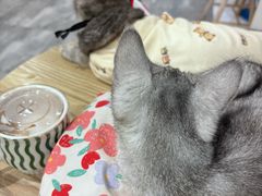 -楼上猫咖(罗湖店)