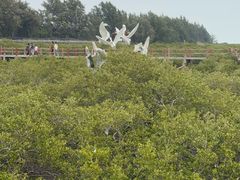 -北海金海湾红树林生态旅游区