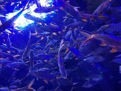 -成都浩海立方海洋公园