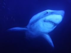 -乌鲁木齐海洋馆