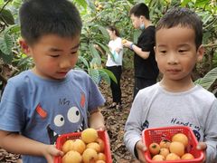 -桃源山庄·水蜜桃采摘·柴火鸡·烧烤团建(龙泉山店)