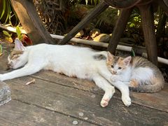 -品德宏·孔雀宴的发源地(金塔园店)