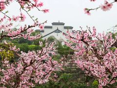 -田园东方蜜桃村的田野营地