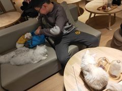 -猫腻·猫咖·撸猫馆(星光大道店)