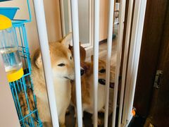 -豆柴町-柴犬主题狗咖(红鼎国际C座店)