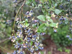 -金谷域澳洲庄园