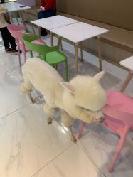 -Moni星球萌宠·小马宝莉·灵蛇·高端高阶全萌宠互动体验俱乐部(红豆国际广场店)