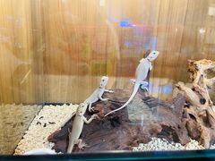 -酷以爬仙阁实体爬宠店·守宫·蜥蜴·专业繁育