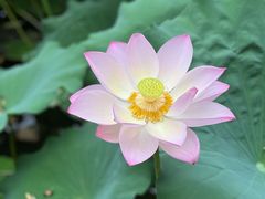 -西湖公园(鼓楼区)
