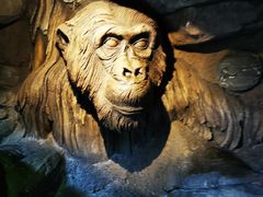 -奥兰多迪士尼动物王国乐园