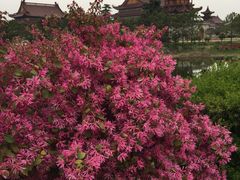 -南海禅寺