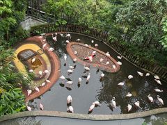 -新加坡飞禽公园