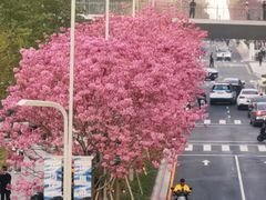 -深圳湾万象城(南山店)