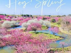 -花开海上生态园
