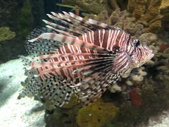 -瑞普利水族馆