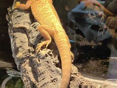 -酷以爬仙阁实体爬宠店·守宫·蜥蜴·专业繁育