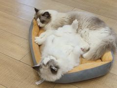 -Let's go狗咖·猫咖·奶狗·桌游(春熙路IFS店)
