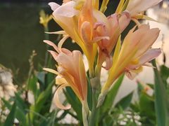 -朝阳公园
