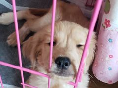 -半岛宠物医院24小时(科华中路店)