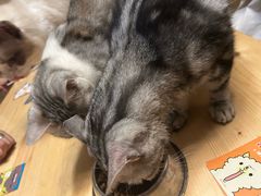 -猫猫幼稚园·撸猫·桌游·电玩