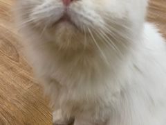 -猫的茶·猫咖