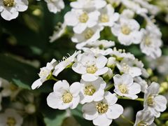 -陕西省西安植物园