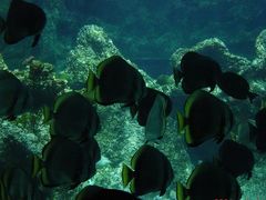 -悉尼海洋生物水族馆