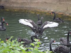 -长白岛森林公园