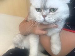 -飞行喵MR PILOT|猫舍·猫咖(静安大融城店)