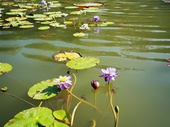 -中国科学院西双版纳热带植物园