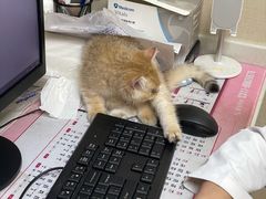 -安安宠医宠物医院·异宠·犬猫内科(岳阳分院)