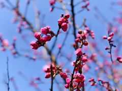 -梅花山(明孝陵内)