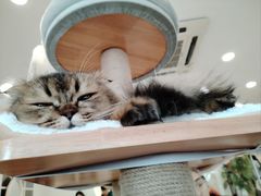 -共舞时光猫咖·狗咖(新街口店)