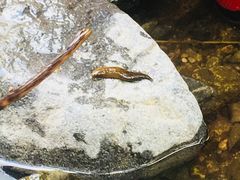 -碓臼峪自然风景区