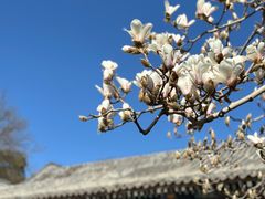 -颐和园