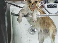 -翊宠yipet猫狗购宠庄园犬舍•猫舍