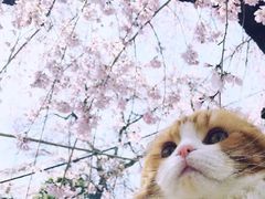 -GANSO元祖食品(锦创书城店)