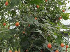 -国家植物园南园