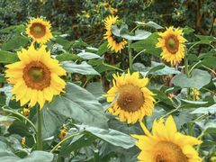 -福田红树林生态公园
