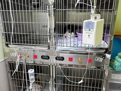-瑞鹏宠物医院·宠保定点·心脏科·内科(御桥分院)