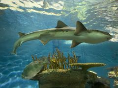 -上海海洋水族馆