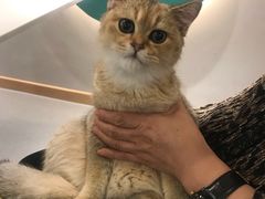 -飞行喵MR PILOT|猫舍·猫咖(静安大融城店)
