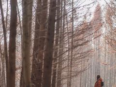 -桤木河湿地公园