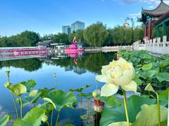 -莲花池公园