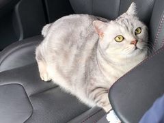 -Pets First伊珊娜洗护·精致美容·家庭式寄养(新会路店)