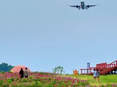 -空港花田景区