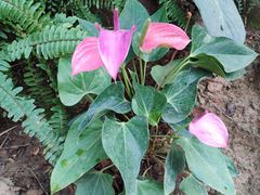 -国家植物园南园